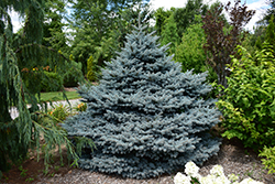 Montgomery Blue Spruce (Picea pungens 'Montgomery') at Sherwood Nurseries