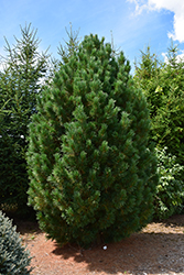 Blue Swiss Stone Pine (Pinus cembra 'Glauca') at Sherwood Nurseries