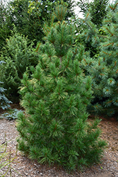 Columnar White Pine (Pinus strobus 'Fastigiata') at Sherwood Nurseries