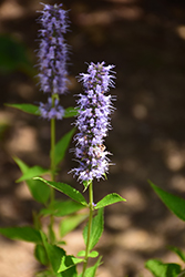 Blue Fortune Anise Hyssop (Agastache 'Blue Fortune') at Sherwood Nurseries