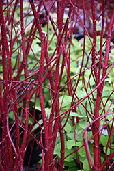 Bailey Red-Twig Dogwood (Cornus baileyi) at Sherwood Nurseries