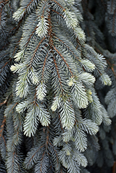 The Blues Colorado Blue Spruce (Picea pungens 'The Blues') at Sherwood Nurseries
