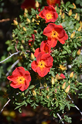 Austrian Copper Rose (Rosa foetida 'Bicolor') at Sherwood Nurseries
