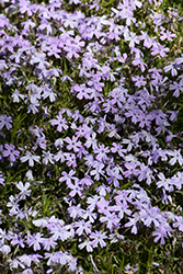 Spring Blue Moss Phlox (Phlox subulata 'Barsixtynine') at Sherwood Nurseries