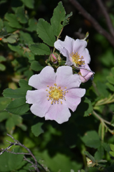 Prickly Wild Rose (Rosa acicularis) at Sherwood Nurseries