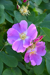 Wild Rose (Rosa woodsii) at Sherwood Nurseries