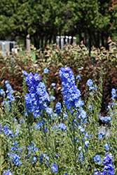 Blue Fountains Larkspur (Delphinium 'Blue Fountains') at Sherwood Nurseries