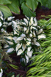Fire and Ice Hosta (Hosta 'Fire and Ice') at Sherwood Nurseries