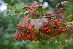Wentworth Highbush Cranberry (Viburnum trilobum 'Wentworth') at Sherwood Nurseries