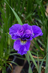 Concord Crush Siberian Iris (Iris sibirica 'Concord Crush') at Sherwood Nurseries