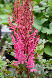 Mighty Chocolate Cherry Chinese Astilbe (Astilbe chinensis 'Mighty Chocolate Cherry') at Sherwood Nurseries